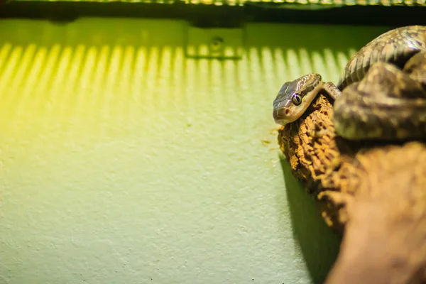 Serpiente Gato Gris Boiga Siamensis También Conocida Como Serpiente Gato —  Fotos de Stock