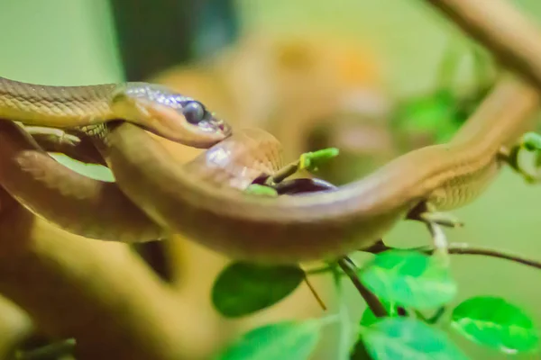 Serpiente Gato Cabeza Negra Boiga Nigriceps Recibe Nombre Coloración Verdosa —  Fotos de Stock