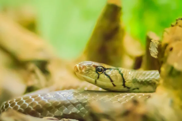 Cute Copperhead Racer Snake Also Known Radiated Ratsnake Copperhead Rat — Stock Photo, Image