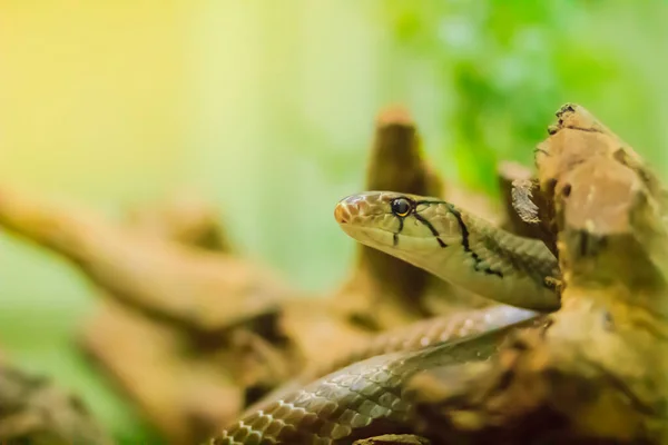 かわいい銅頭レーサーヘビ 別名放射性ラットスネーク 銅頭ラットヘビや銅頭トリンケットヘビとして知られているコロブリッドヘビの非毒種です — ストック写真
