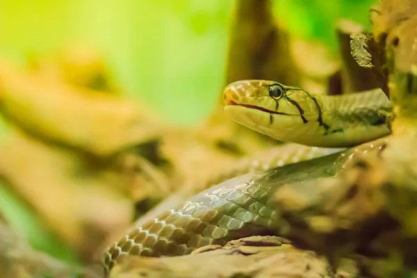 복족강 Cute Copperhead Racer Snake Radiated Ratsnake Copperhead Rat Snake — 스톡 사진