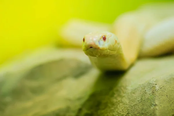 야생의 놀라운 알비노 코브라 뱀입니다 코브라 Monocled Cobra Naja Kaouthia — 스톡 사진