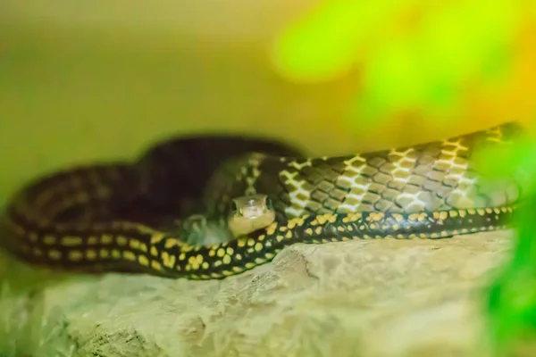 Banded Rat Snake Vagy Keleti Patkány Kígyó Ptyas Mucosus Vadon — Stock Fotó