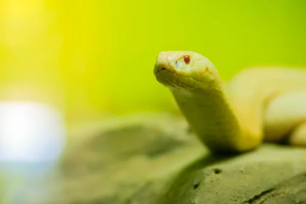 Incrível Cobra Albina Natureza Cobra Monocelular Naja Kaouthia Também Chamada — Fotografia de Stock