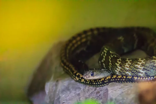 大白鼠蛇 或东方大白鼠蛇 Ptyas Mucosus 原产于泰国的野外 条形老鼠蛇是一种无毒的陆地蛇 限制家鼠 遍布泰国各地 — 图库照片