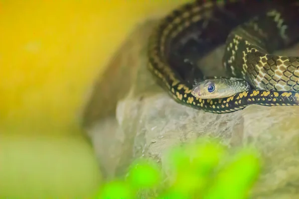 Banded Rat Snake Vagy Keleti Patkány Kígyó Ptyas Mucosus Vadon — Stock Fotó