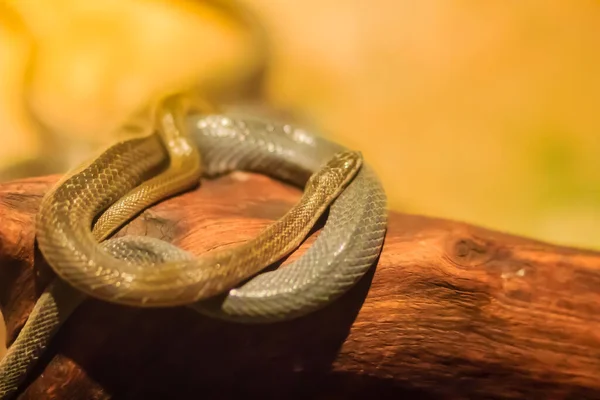 Groupe Serpents Eau Homalopsidae Leur Nom Commun Sont Serpents Eau — Photo