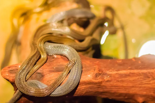 Skupina Vodních Hadů Homalopsidae Jejich Společný Název Jsou Vodní Hadi — Stock fotografie