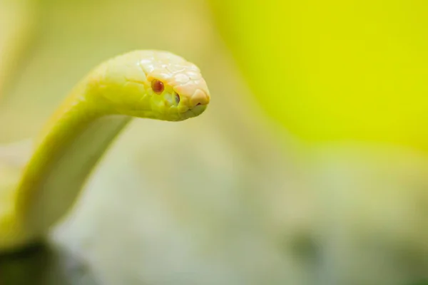 Amazing albino cobra snake in the wild. The monocled cobra (Naja kaouthia), also called monocellate cobra, is a cobra species widespread across South and Southeast Asia.