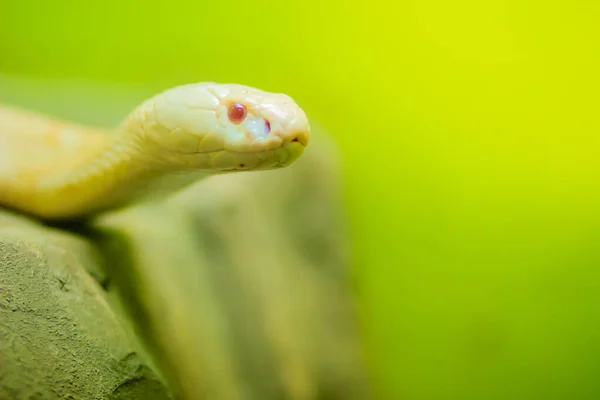 Incrível Cobra Albina Natureza Cobra Monocelular Naja Kaouthia Também Chamada — Fotografia de Stock