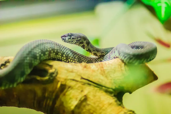 Οχιά Shore Pit Mangrove Pit Viper Mangrove Viper Trimeresurus Purpureomaculatus — Φωτογραφία Αρχείου