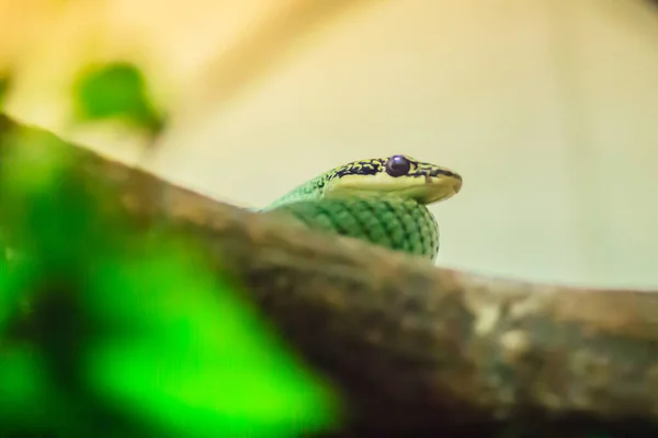 树上的金树蛇 金飞蛇 印度飞蛇 Golden Flying Snake Indian Flying Snake 是一种在南亚和东南亚都能找到的蛇 — 图库照片