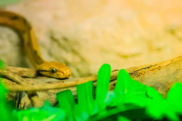 Boiga Cynodon Közismert Nevén Kutya Fogú Macska Kígyó Egy Éjszakai — Stock Fotó