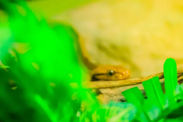 Boiga Cynodon Közismert Nevén Kutya Fogú Macska Kígyó Egy Éjszakai — Stock Fotó