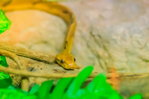 Boiga Cynodon Közismert Nevén Kutya Fogú Macska Kígyó Egy Éjszakai — Stock Fotó