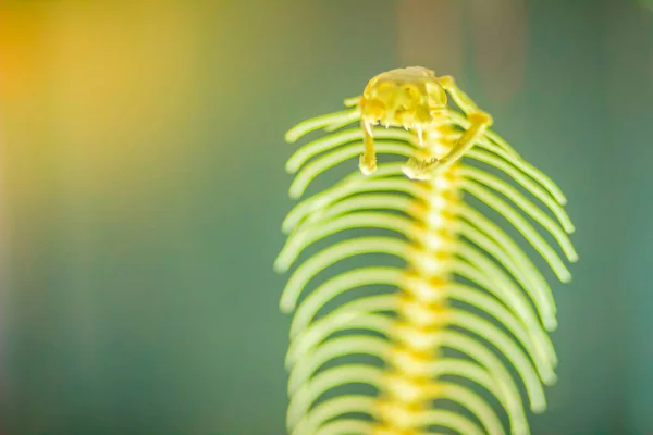 Los Esqueletos Serpiente Cobra Monoclada Naja Kaouthia También Llamada Cobra — Foto de Stock