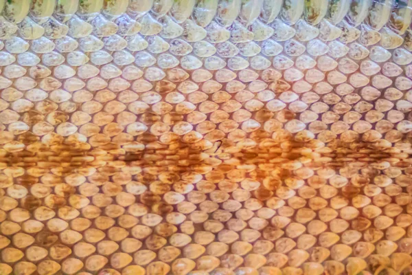 Getrocknete Haut Der Klapperschlange Als Hintergrund Klapperschlangen Erhalten Ihren Namen — Stockfoto