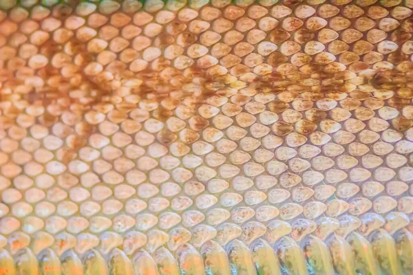 Getrocknete Haut Der Klapperschlange Als Hintergrund Klapperschlangen Erhalten Ihren Namen — Stockfoto