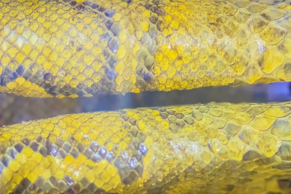 ビルマのパイソンの乾燥肌を背景に ビルマのピソン Python Bivitatus 世界5大ヘビの一つです — ストック写真