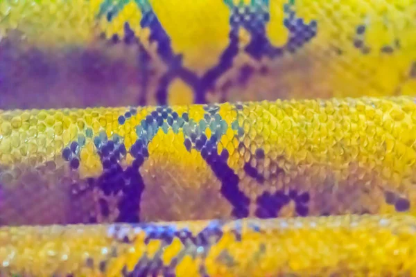 Sušená Kůže Barmské Krajty Pozadí Barmská Krajta Python Bivittatus Jedním — Stock fotografie