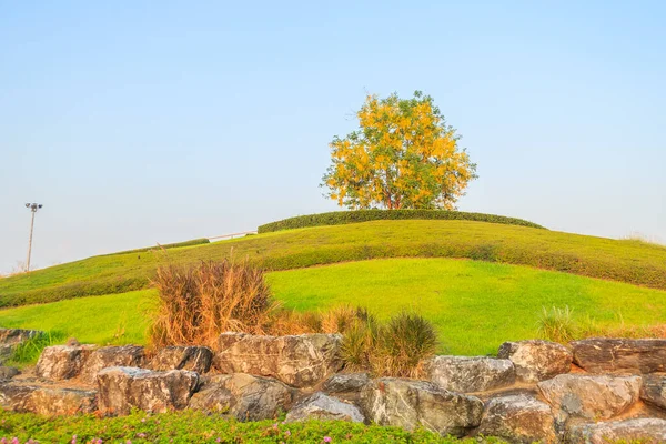 Hermosa Vista Del Paisaje Único Árbol Ducha Oro Fístula Cassia — Foto de Stock