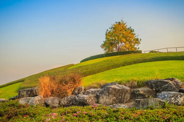 Hermosa Vista Del Paisaje Único Árbol Ducha Oro Fístula Cassia —  Fotos de Stock