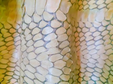 Arka plan olarak Kral Kobra Yılanı 'nın kurumuş derisi. Kral Kobra (Ophiophagus Hannah) dünyanın en büyük zehirli yılanı. Onlara kral kobralar deniyor çünkü kobraları öldürüp yiyebiliyorlar.
