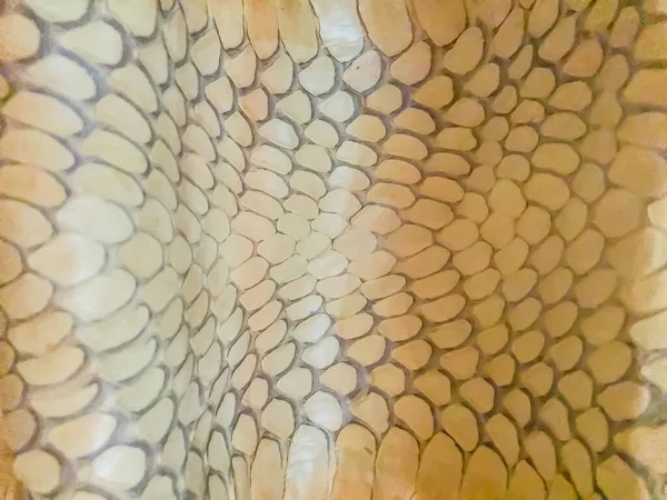 Getrocknete Haut Der Königskobra Schlange Als Hintergrund Königskobra Ophiophagus Hannah — Stockfoto