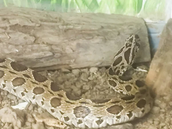 Daboia siamensis (Eastern Russell\'s viper, Siamese Russell\'s viper) is a venomous viper species that is endemic to parts of Southeast Asia, southern China and Taiwan.