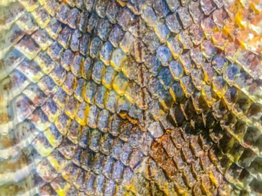 Arka plan için Malaya çukur engereği (Calloselasma rodostoma) derisi. Malezya çıngıraklı yılanı çok zehirli bir yılandır ve kan sistemini etkiler..