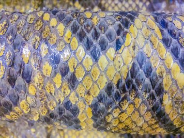 Arka plan için Birmanya pitonunun kurumuş derisi. Birmanya pitonu (Python bivittatus) dünyanın en büyük beş yılan türünden biridir..