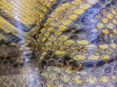 Arka plan için Birmanya pitonunun kurumuş derisi. Birmanya pitonu (Python bivittatus) dünyanın en büyük beş yılan türünden biridir..