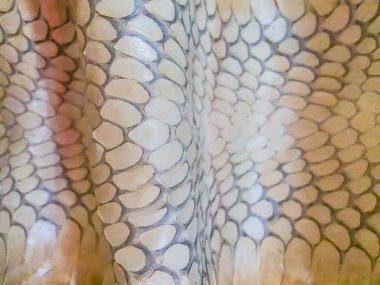 Arka plan olarak Kral Kobra Yılanı 'nın kurumuş derisi. Kral Kobra (Ophiophagus Hannah) dünyanın en büyük zehirli yılanı. Onlara kral kobralar deniyor çünkü kobraları öldürüp yiyebiliyorlar.
