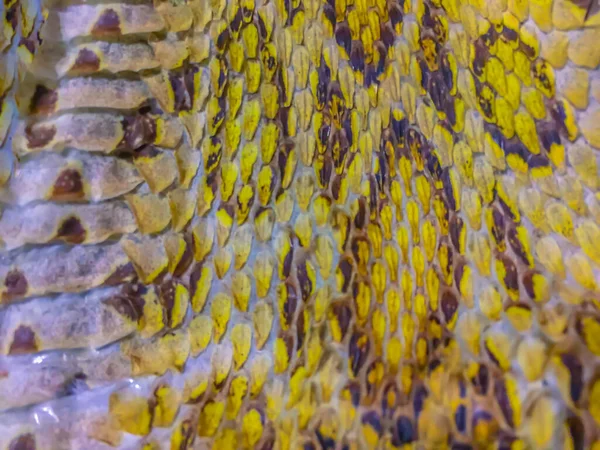 シャム ラッセルのバイパーヘビ Dabia Siamensis の乾燥肌は 最もカリスマ的なバイパー種の1つです チェーンバイパーまたは東部ロシア販売バイパーとして知られているシャムRussalesバイパー — ストック写真
