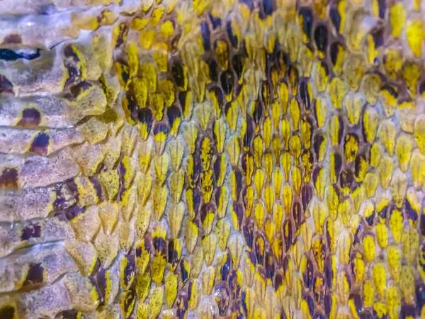 Gedroogde Huid Van Siamese Slangenslang Daboia Siamensis Een Van Thailands — Stockfoto