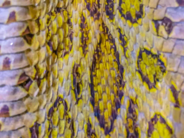 暹罗的毒蛇 Daboia Siamensis 干燥的皮肤 是最具魅力的毒蛇种类之一 Siamese Russell Viper 又名Chain Viper或Eastern — 图库照片