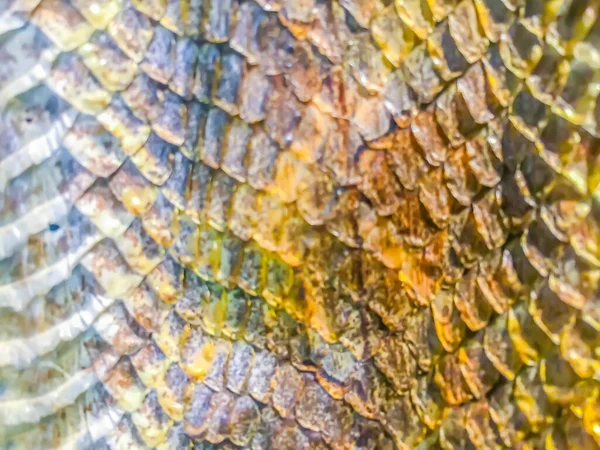 Sucha Skóra Malezyjskiej Żmii Pit Calloselasma Rhodostoma Tle Malezyjska Żmija — Zdjęcie stockowe