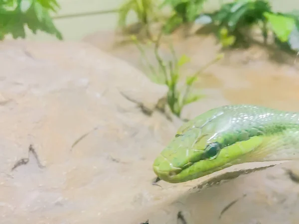 Gonyosoma Oxycephalum Genellikle Ağaç Yılanı Kırmızı Kuyruklu Yeşil Yılan Kırmızı — Stok fotoğraf