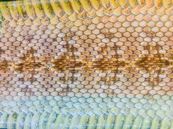 방울뱀의 피부를 배경으로 방울뱀은 다리에서 이름을 되는데 이진동하여 동물들을 경고하는 — 스톡 사진