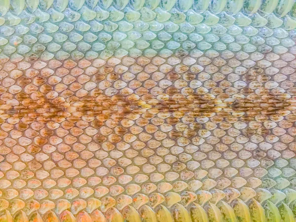 Pelle Asciugata Del Serpente Sonagli Sfondo Serpenti Sonagli Ricevono Loro — Foto Stock