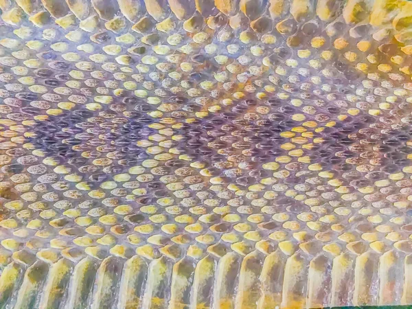ラットルナークの乾燥肌を背景に ガラガラヘビは尾の終わりにラトルから彼らの名前を受け取る警告として捕食者を抑止する振動したときに大きなガタガタの騒音を作ります — ストック写真