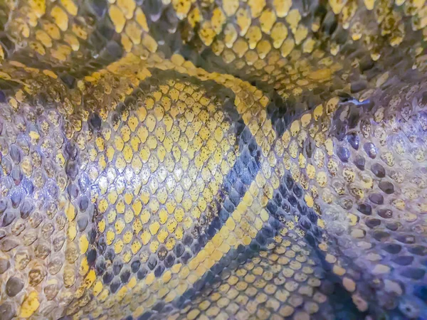 비단뱀의 미얀마 비단뱀 Burmese Python Python Bivittatus 세계에서 — 스톡 사진