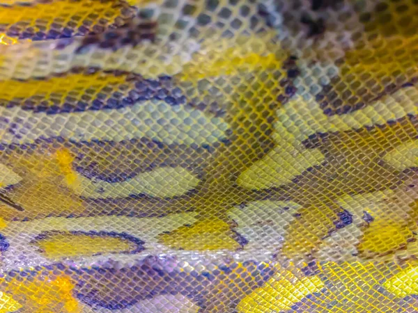 背景用のBlood Python Python Curtus の乾燥肌 サマトラン ショートテール パイソン Python Curus — ストック写真