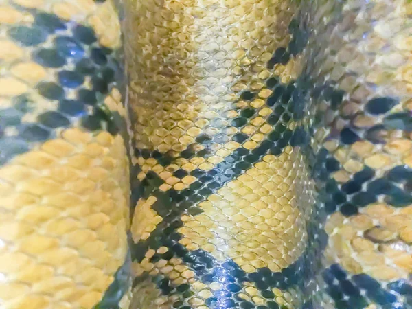 비단뱀의 피부를 배경으로 했습니다 Reticulted Python Regal Python 세계에서 뱀으로 — 스톡 사진