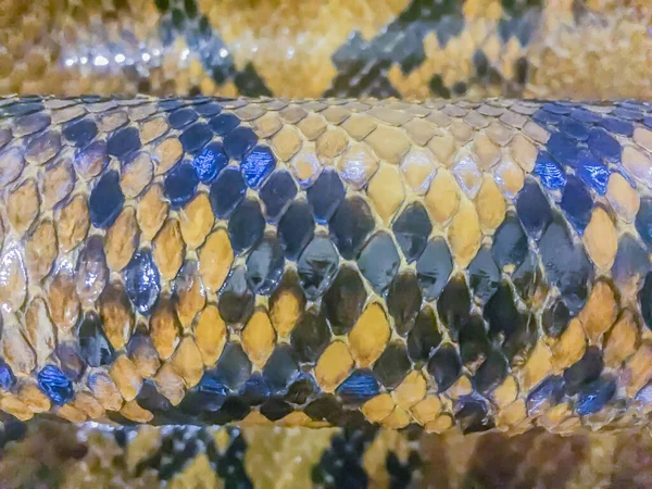 网状蟒蛇干燥的皮肤为背景 网状蟒蛇是世界上最大的蛇 有很大的嘴 锋利的牙齿 非常强的嘴 但没有毒 — 图库照片