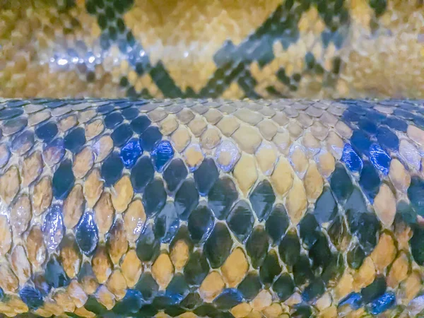 网状蟒蛇干燥的皮肤为背景 网状蟒蛇是世界上最大的蛇 有很大的嘴 锋利的牙齿 非常强的嘴 但没有毒 — 图库照片