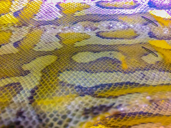 Getrocknete Haut Der Blutpython Python Curtus Als Hintergrund Python Curtus — Stockfoto