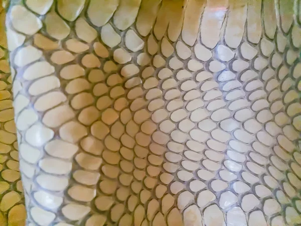 眼镜蛇王干燥的皮肤为背景 眼镜蛇王蛇是世界上最大的毒蛇 它们被称为眼镜蛇王 因为它们可以杀死和吃掉眼镜蛇 — 图库照片
