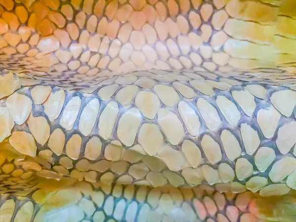 Piel Seca Serpiente Cobra Rey Para Fondo Rey Cobra Ophiophagus — Foto de Stock