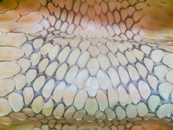 Peau Séchée Serpent Cobra Roi Pour Fond Cobra Royal Ophiophagus — Photo